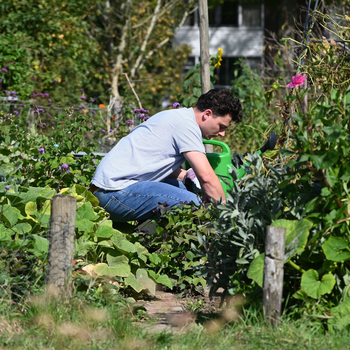 Aaltjes tegen Taxuskevers