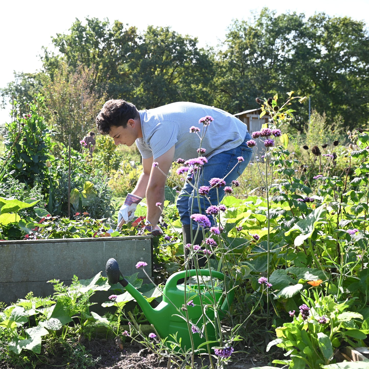 Aaltjes tegen Rupsen