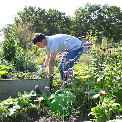 Aaltjes tegen Rupsen