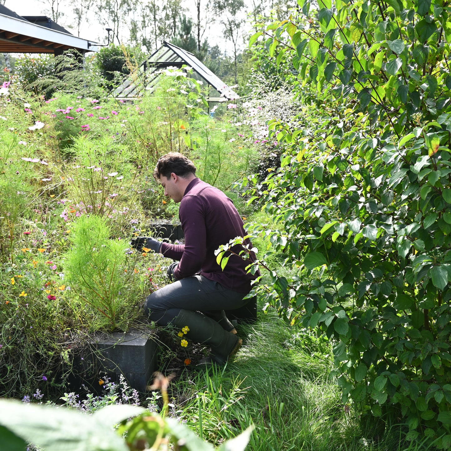 Aaltjes tegen Mieren