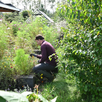 Aaltjes tegen Mieren