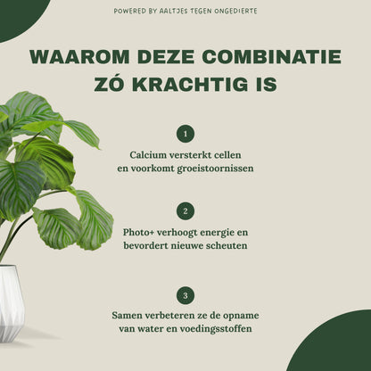 Liquid Gold Leaf Plant Food+ Liquid Gold Leaf Photo+ (2x 250ml)